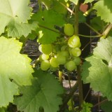 СУПЕР ЭКСТРА2